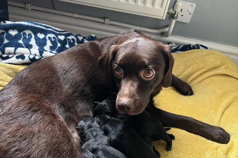 Mixed Breed