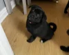 Mixed Breed