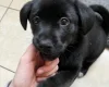 Mixed Breed