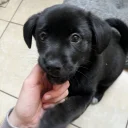 Mixed Breed