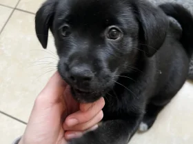 Mixed Breed