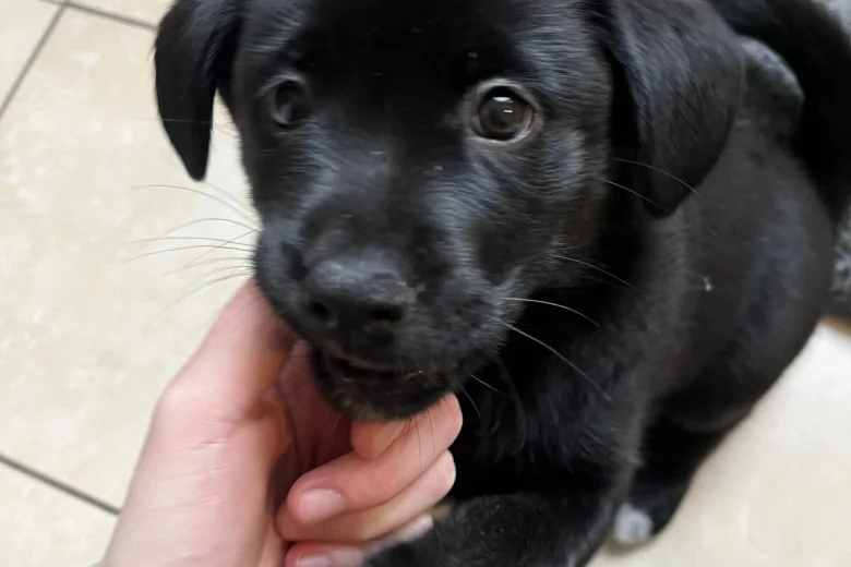 Mixed Breed