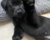 Mixed Breed
