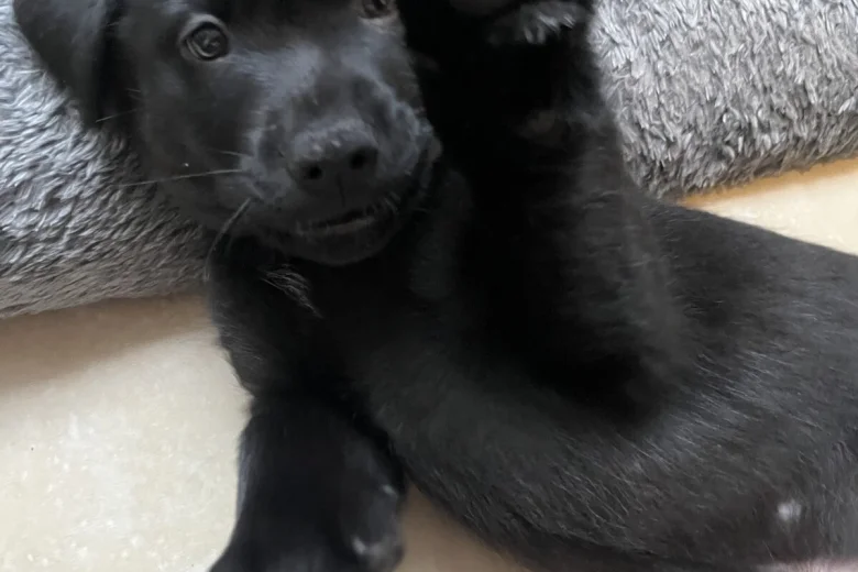 Mixed Breed