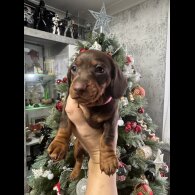 Dachshund (Miniature Smooth Haired)