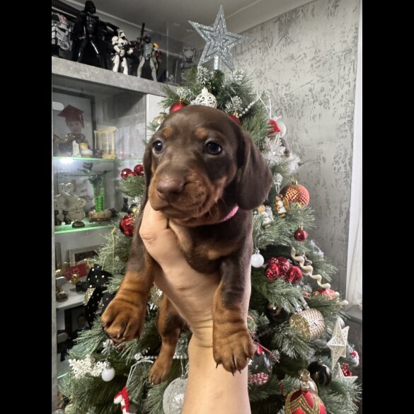 Dachshund (Miniature Smooth Haired)