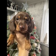 Dachshund (Miniature Smooth Haired)