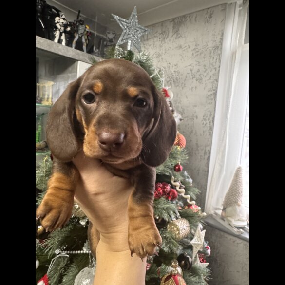 Dachshund (Miniature Smooth Haired)