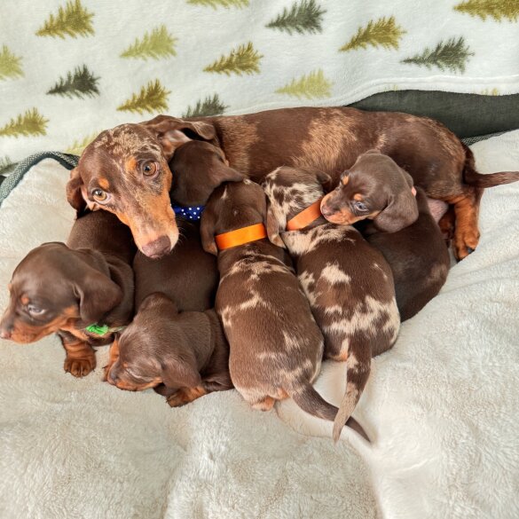 Dachshund (Miniature Smooth Haired)