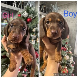 Dachshund (Miniature Smooth Haired)