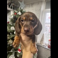 Dachshund (Miniature Smooth Haired)