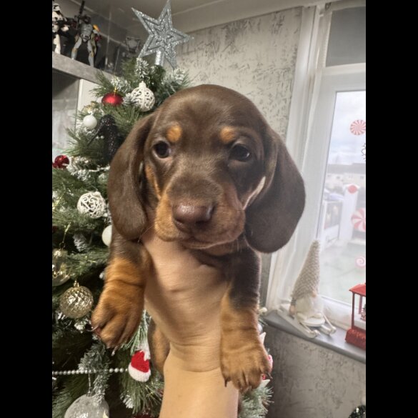 Dachshund (Miniature Smooth Haired)