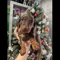 Dachshund (Miniature Smooth Haired)