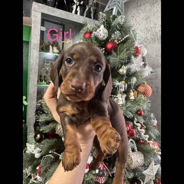 Dachshund (Miniature Smooth Haired)