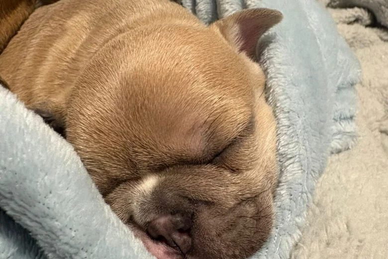 French Bulldog