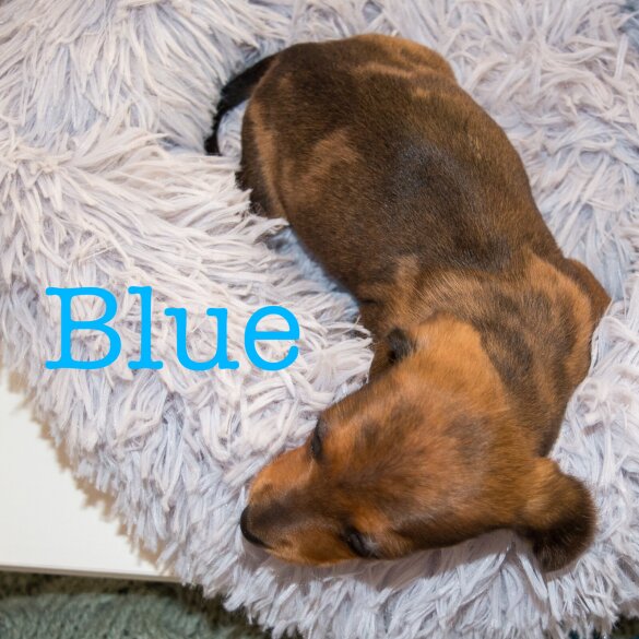 Dachshund (Miniature Smooth Haired)