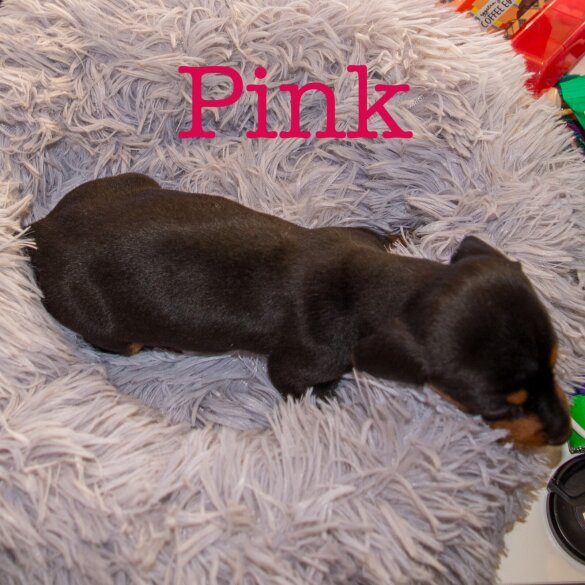 Dachshund (Miniature Smooth Haired)