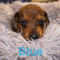 Dachshund (Miniature Smooth Haired)