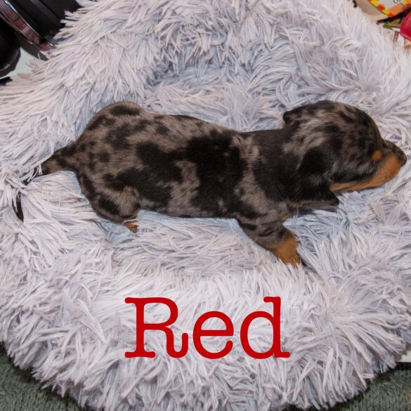 Dachshund (Miniature Smooth Haired)