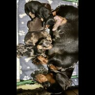 Dachshund (Miniature Smooth Haired)