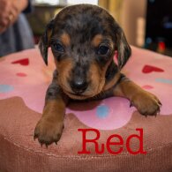 Dachshund (Miniature Smooth Haired)