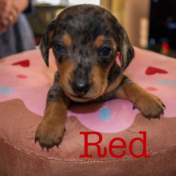 Dachshund (Miniature Smooth Haired)