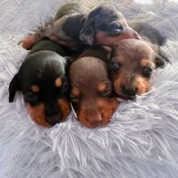 Dachshund (Miniature Smooth Haired)