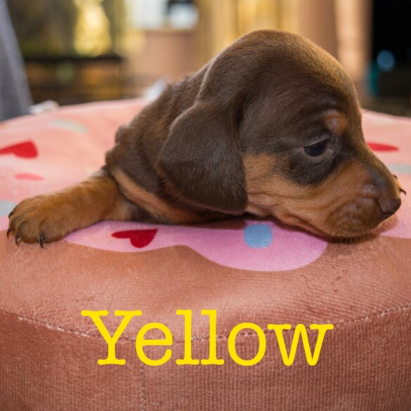 Dachshund (Miniature Smooth Haired)