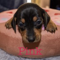 Dachshund (Miniature Smooth Haired)