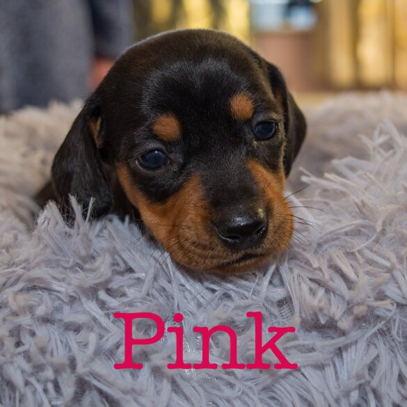 Dachshund (Miniature Smooth Haired)