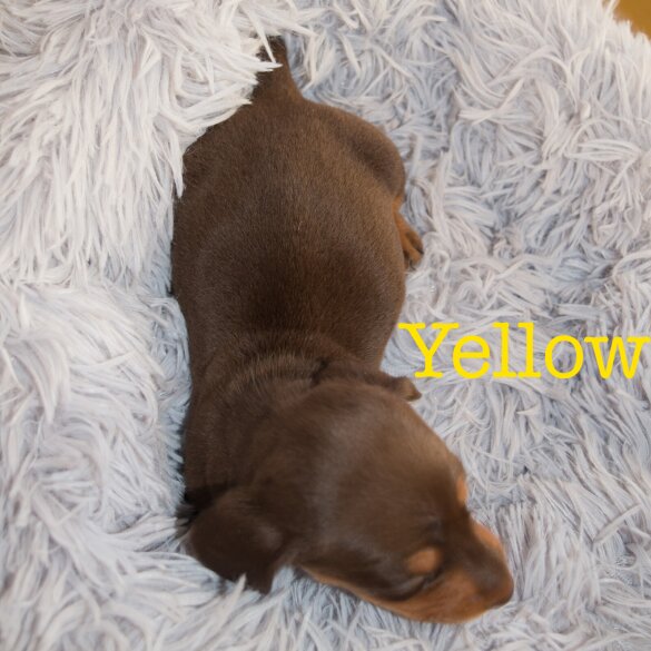 Dachshund (Miniature Smooth Haired)