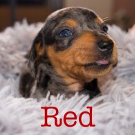 Dachshund (Miniature Smooth Haired)