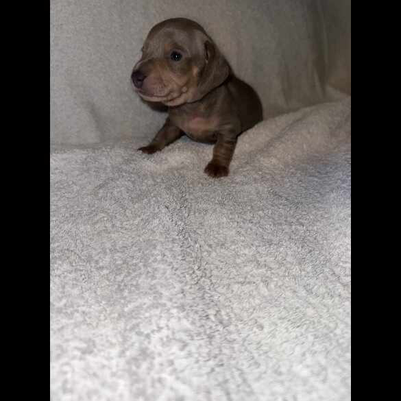 Dachshund (Smooth Haired)