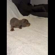 Dachshund (Smooth Haired)