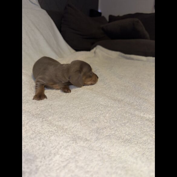 Dachshund (Smooth Haired)