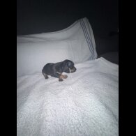 Dachshund (Smooth Haired)