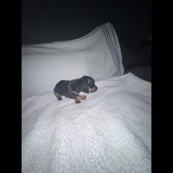 Dachshund (Smooth Haired)