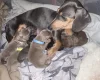 Dachshund (Smooth Haired)