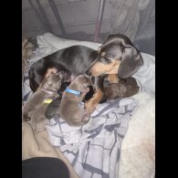 Dachshund (Smooth Haired)