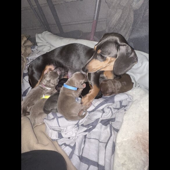 Dachshund (Smooth Haired)