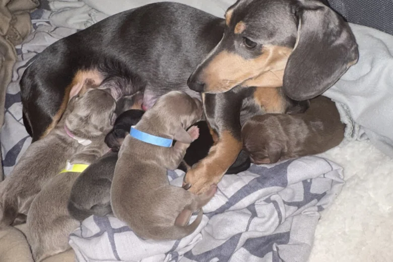 Dachshund (Smooth Haired)