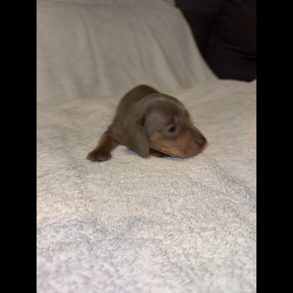 Dachshund (Smooth Haired)