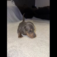 Dachshund (Smooth Haired)