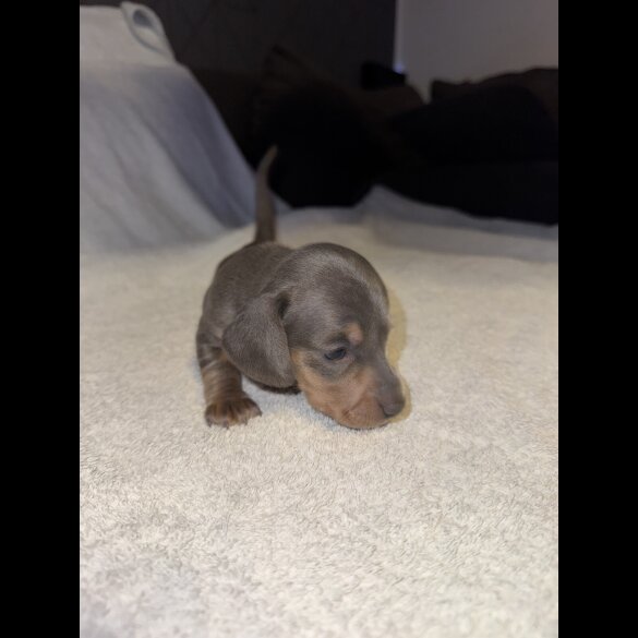 Dachshund (Smooth Haired)