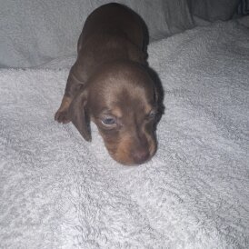 Dachshund (Smooth Haired)