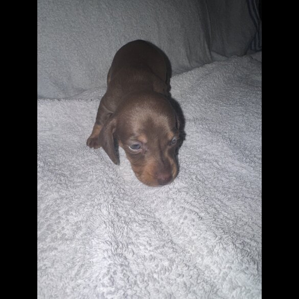 Dachshund (Smooth Haired)