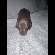 Dachshund (Smooth Haired)