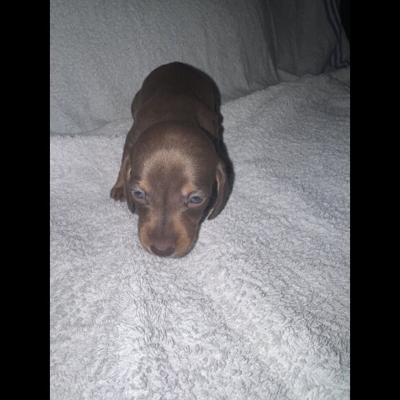 Dachshund (Smooth Haired)