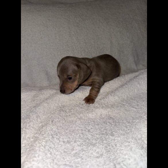 Dachshund (Smooth Haired)