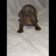 Dachshund (Smooth Haired)